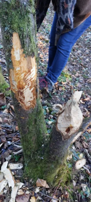 Sur les traces des castors