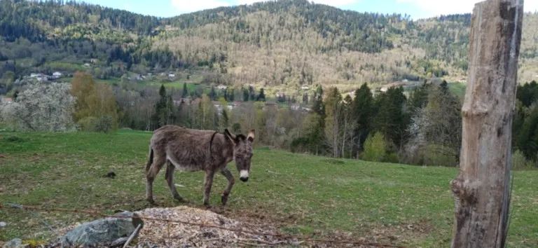 Bleu Forêt, la roche du Mettey