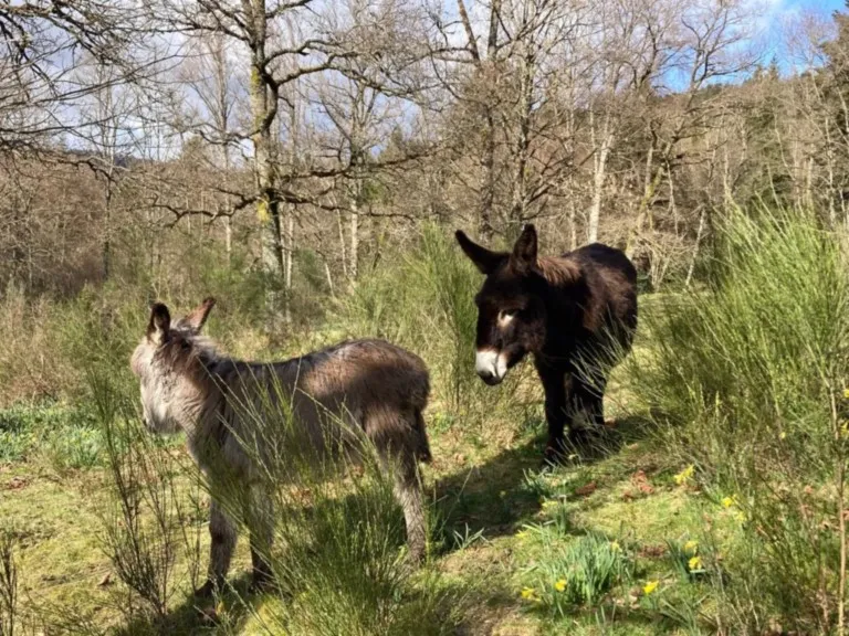 Gerbamont la Contonne, Col de Fouchure, Peute Goutte
