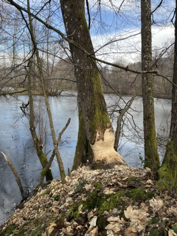 Sur les traces des castors