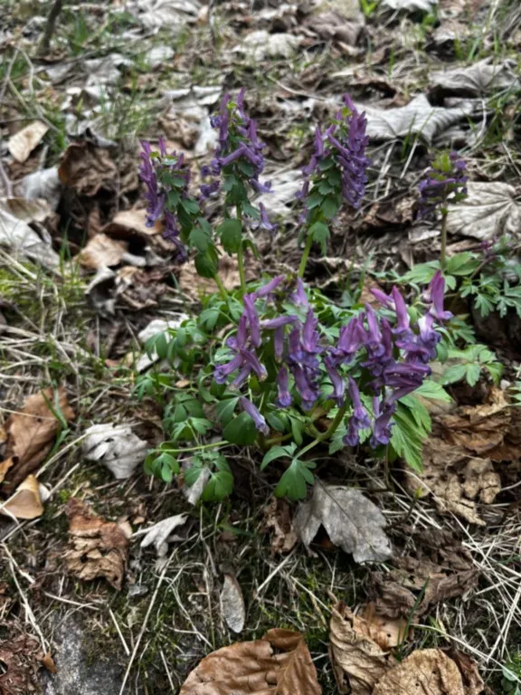 Les quatre cols : mardi 24 mars 2026